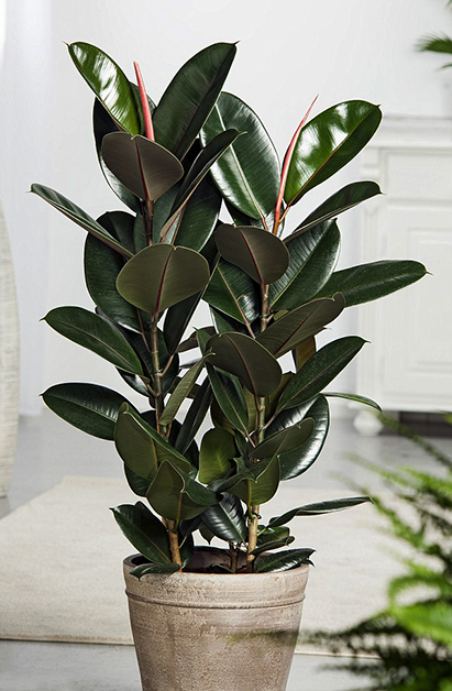 middle