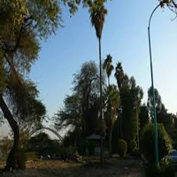 Tree Planting and Arboriculture of Farabi Univercity  